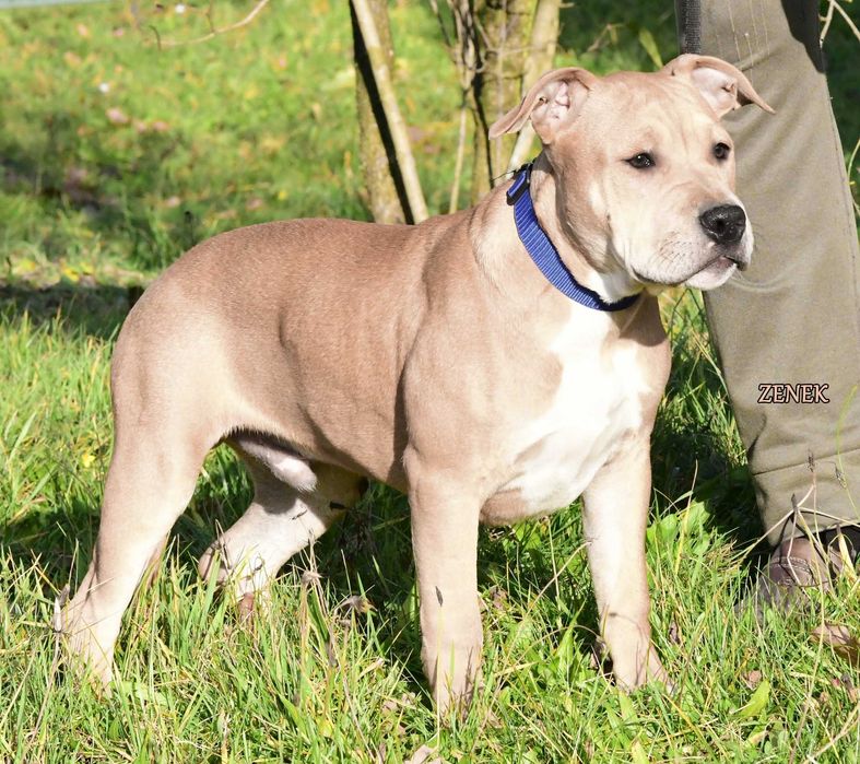 przemiły charakter, Amstaff