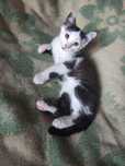 Котик, 3,5 місяці!