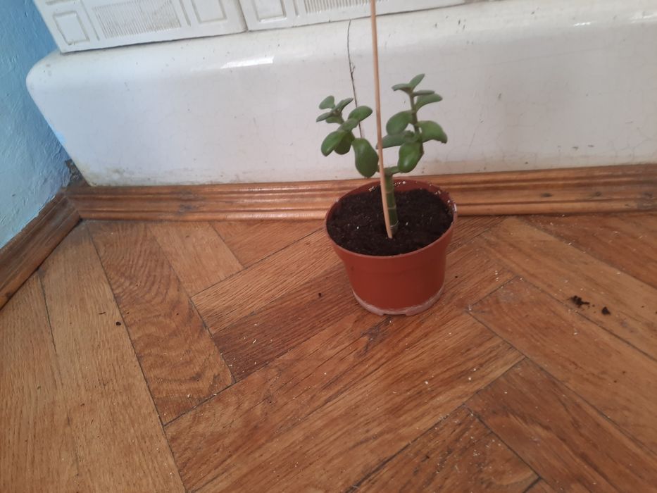 Вазон толстянка,грошове дерево .
Дивіться також інші мої оголошення.
Є