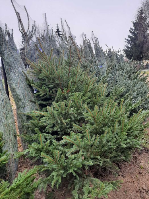 Choinki jodła kaukaska świerk srebrny pospolity cięta w donicy od 30zł