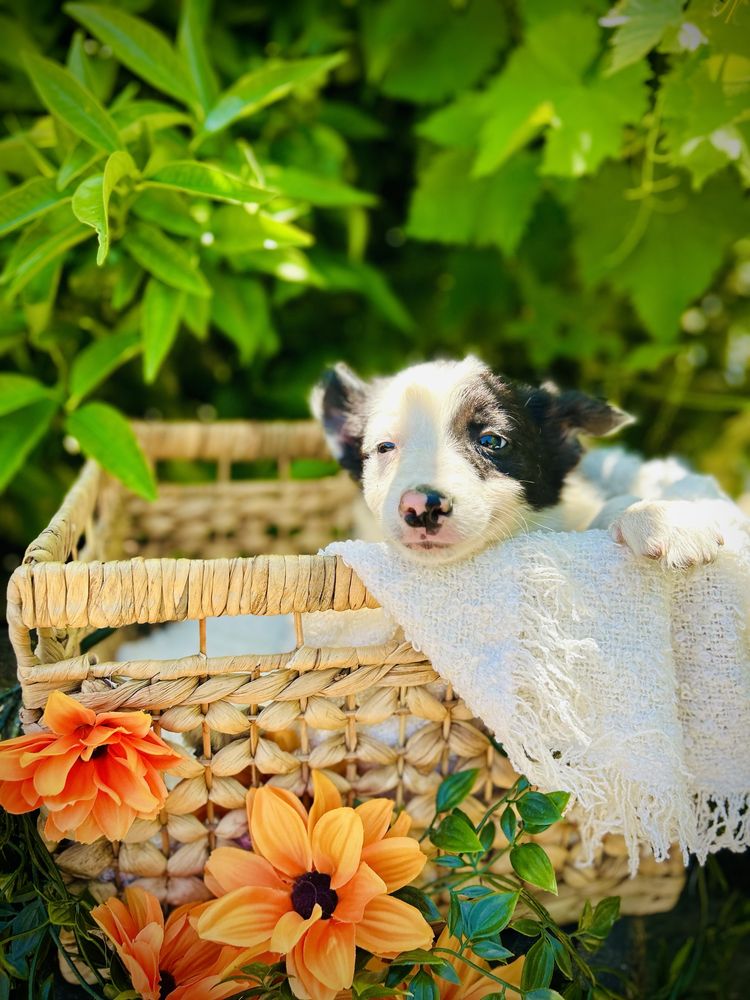 Menino border collie preto e branco