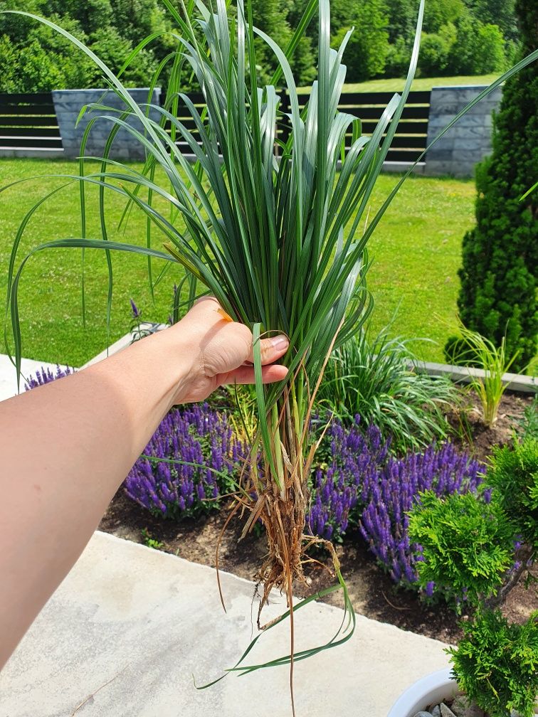 Trawa sesleria heuflera