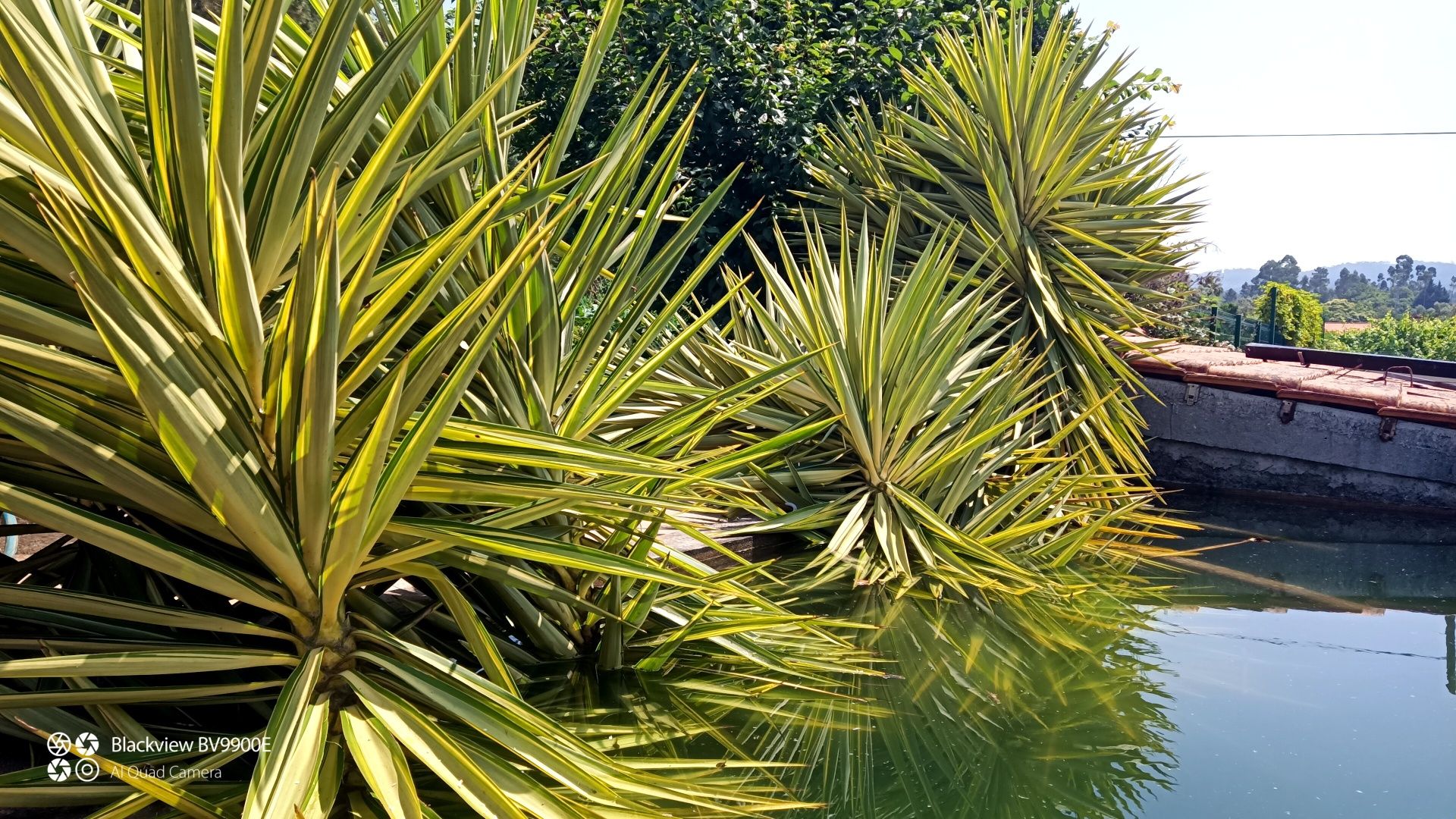 Plantas yuccas.                 .
