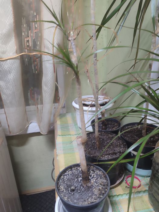 Вазон пальма Драцена.