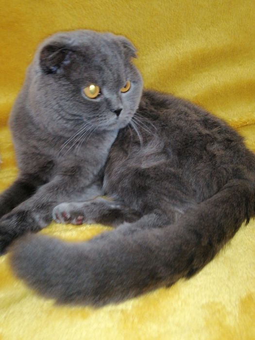 Вязка шотландский вислоухий