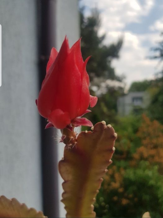 Epiphyllum kwiat doniczkowy