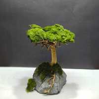 Aranżacja do Akwarium - Aranżacja Bonsai - 20x24x15cm [WYSYŁKA]