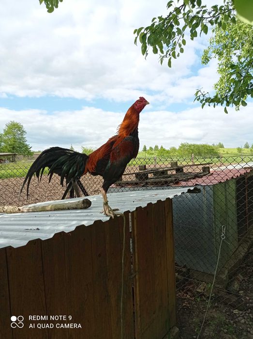 Кури Турецький Хінт