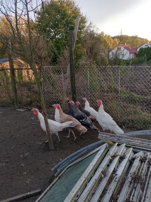 Zamienię indora na innego