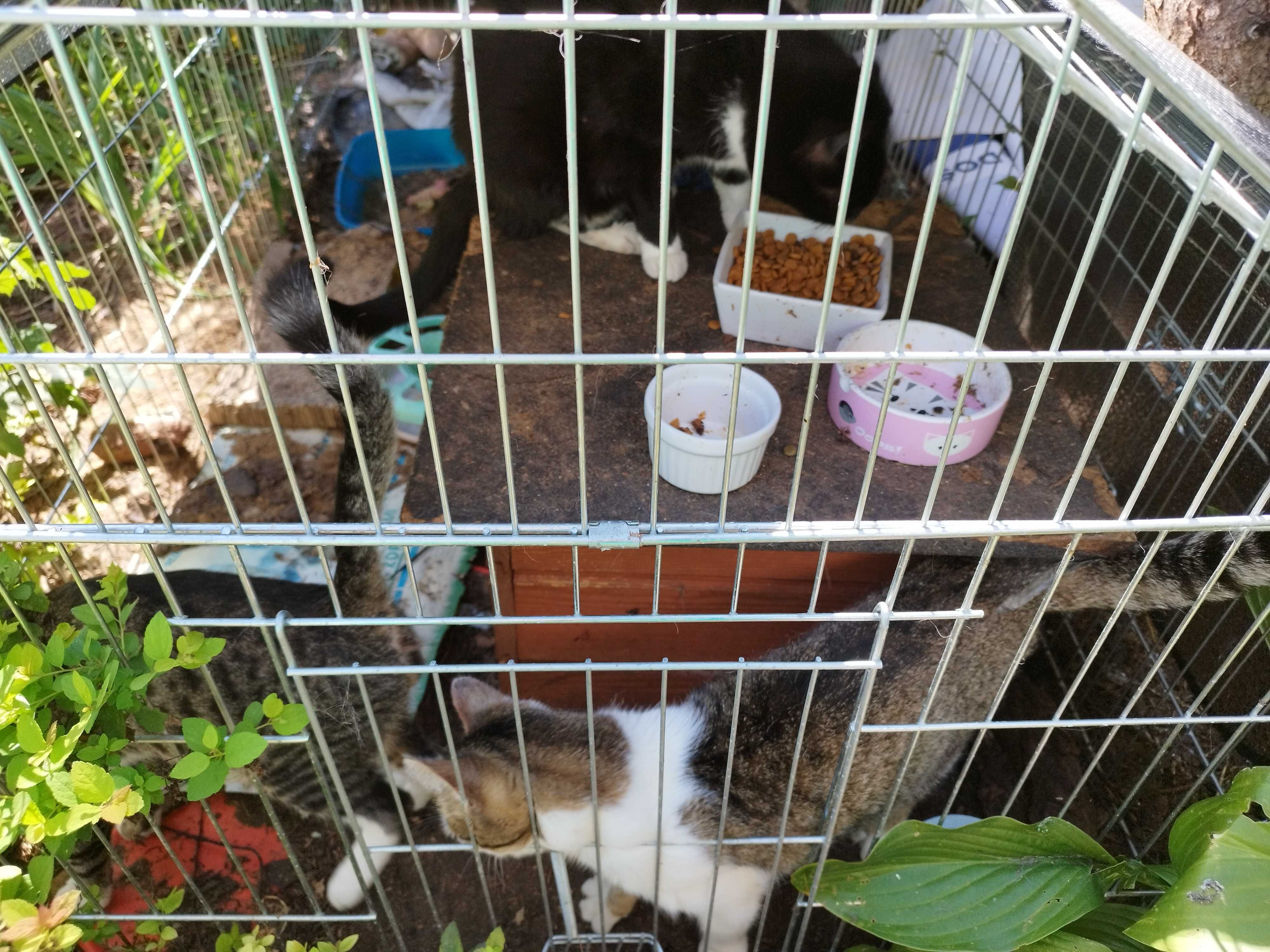 Koty polecają się do adopcji