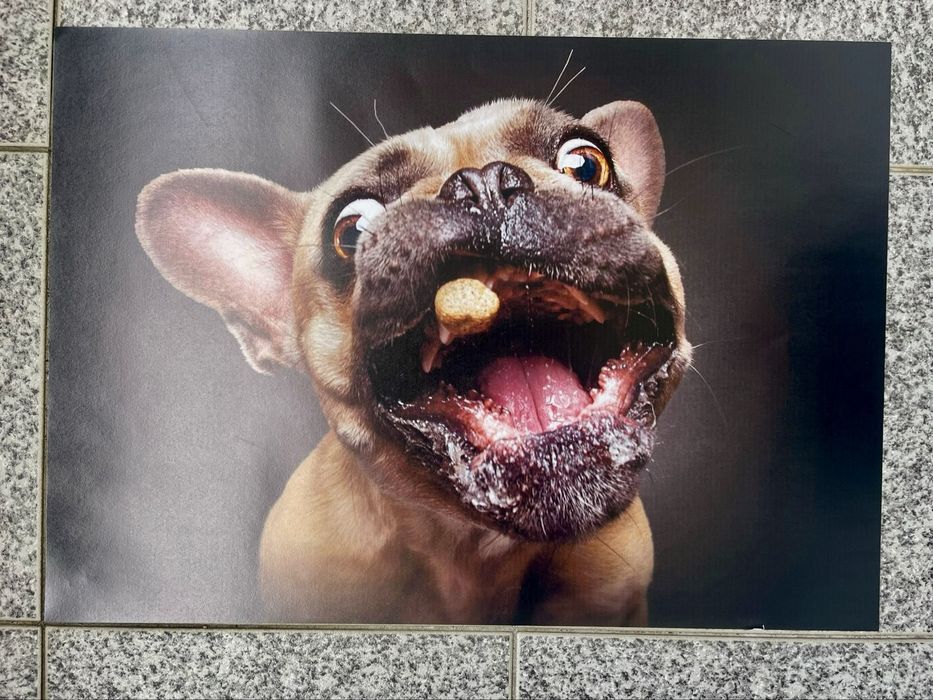 Fotos animais ( caes )