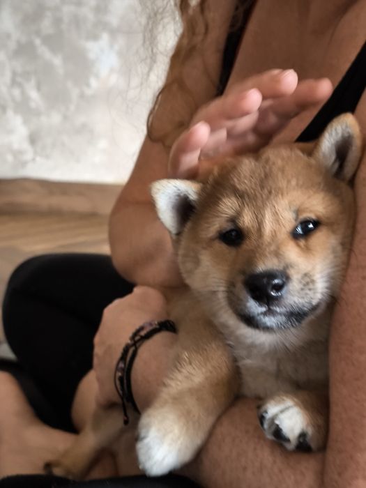 Shiba inu śliczne pieski i suczki ZKwP/FCI