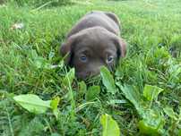Suczka Labrador retriever