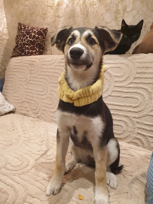 Отдам в хорошие руки