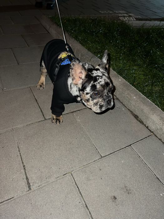 Французький бульдог