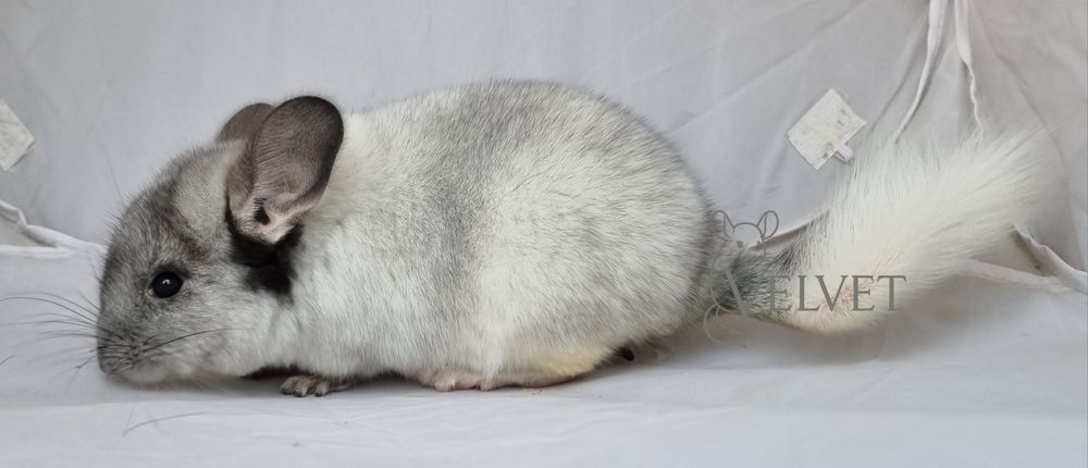 Szynszyla szynszyl samica biała perła biało czarna