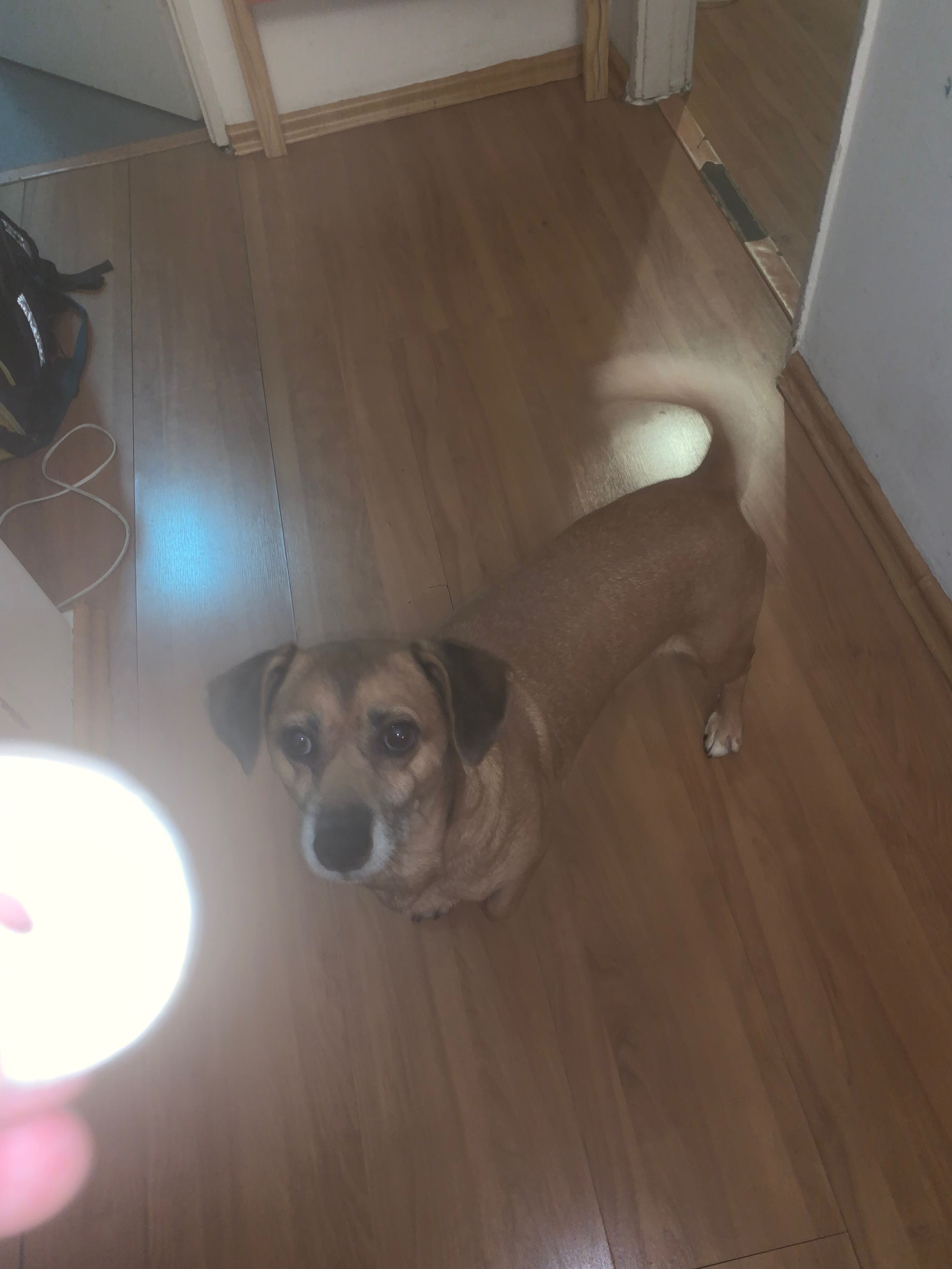 Cão raça pequena para doação