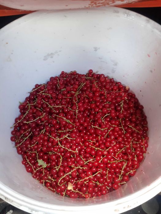 EKOLOGICZNIE OWOCE  chodowane Z pasją i wiedzą