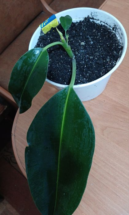 Фікус укорененннй росток.Сингониумы коллекц.