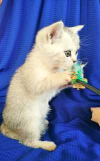 Чистокровный шотландский котенок серебристая шиншилла