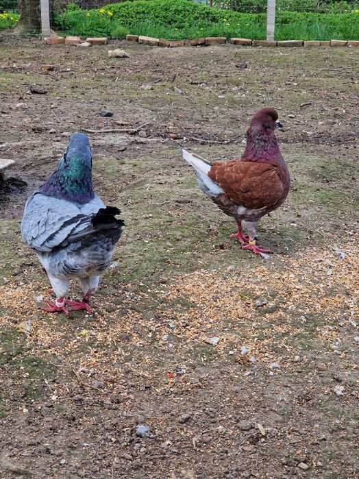 Gołębie, kingi, texanery