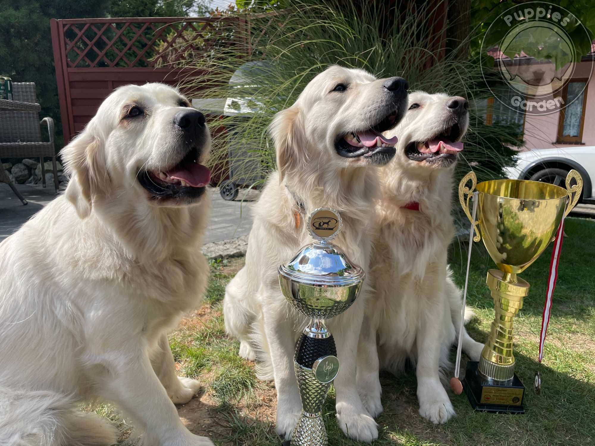 Zapowiedź miotu Golden Retriever