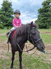 Dzierżawa jazdy konne na kucyku konie kuc dla dzieci