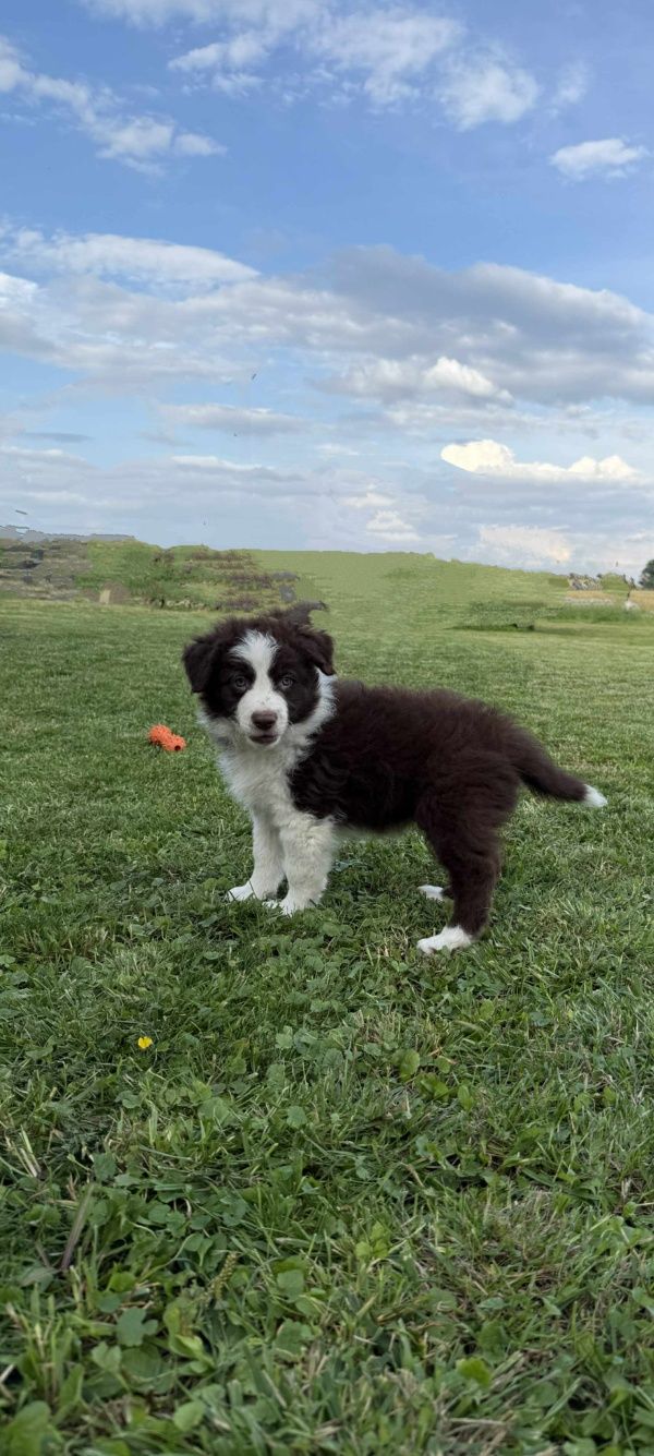 Uroczy piesek Border Collie