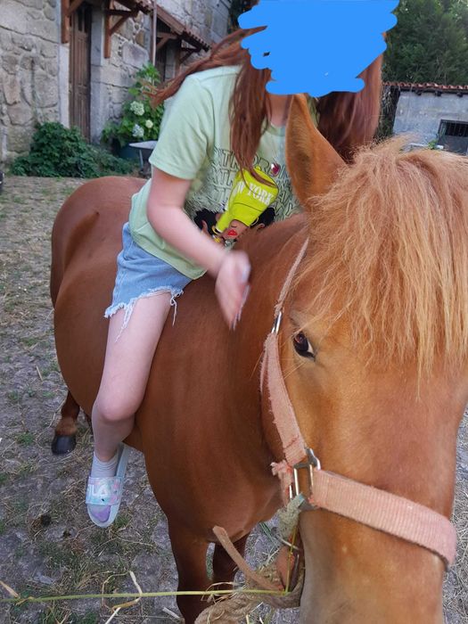 Pónei macho inteiro