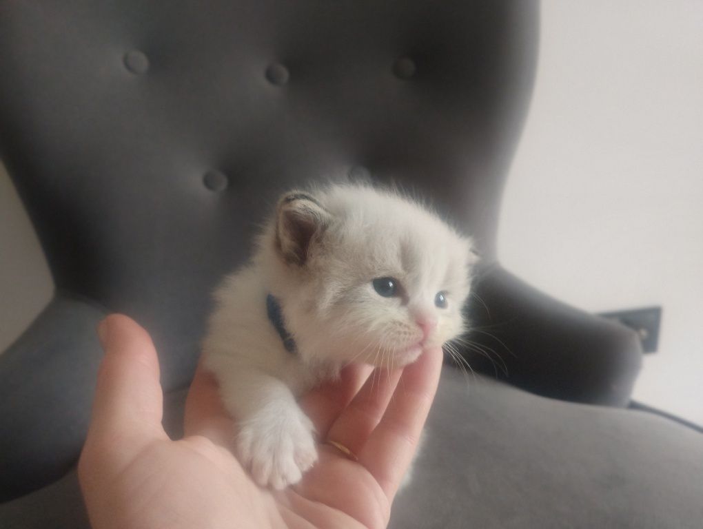 Kotka  rasy RAGDOLL z rodowodem FPL FIFE