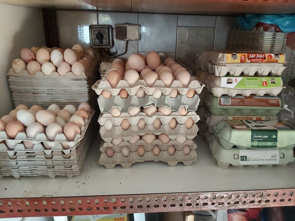 Sprzedam wiejskie jajka jaja