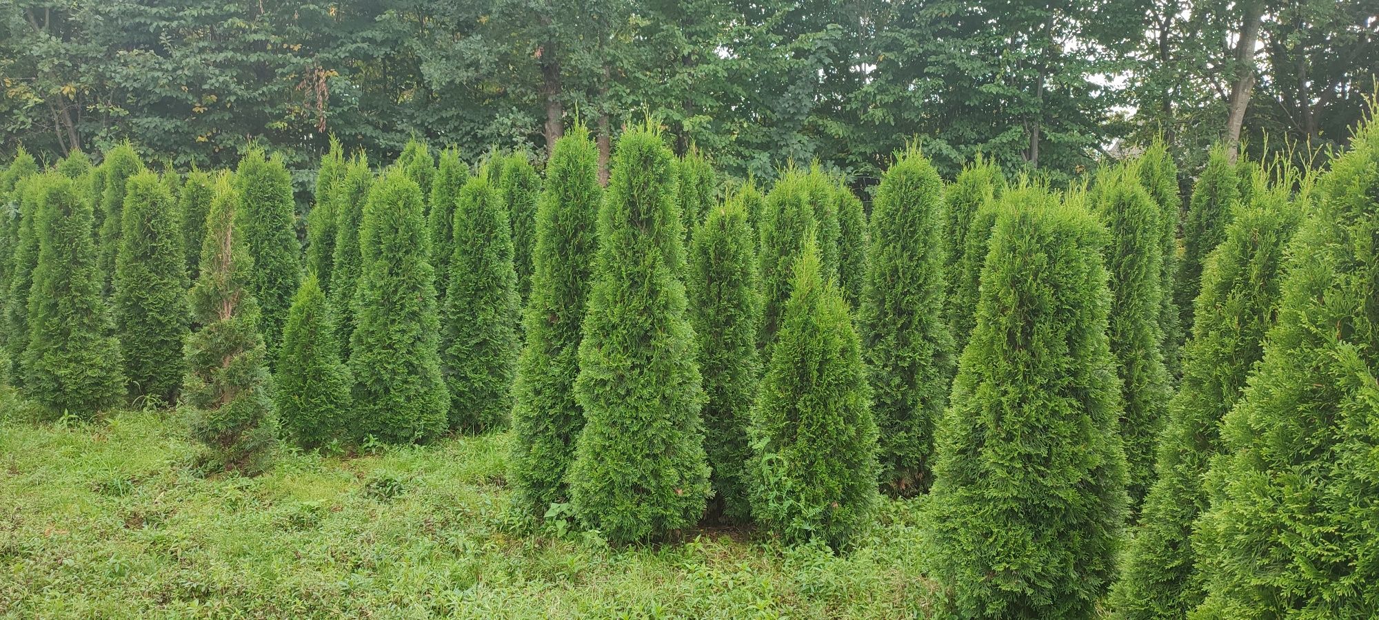 Tuja szmaragd, thuja smaragd, spirala