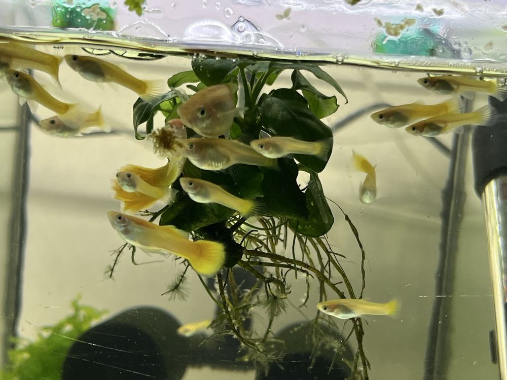 Gupiki Yellow wysyłka!!!