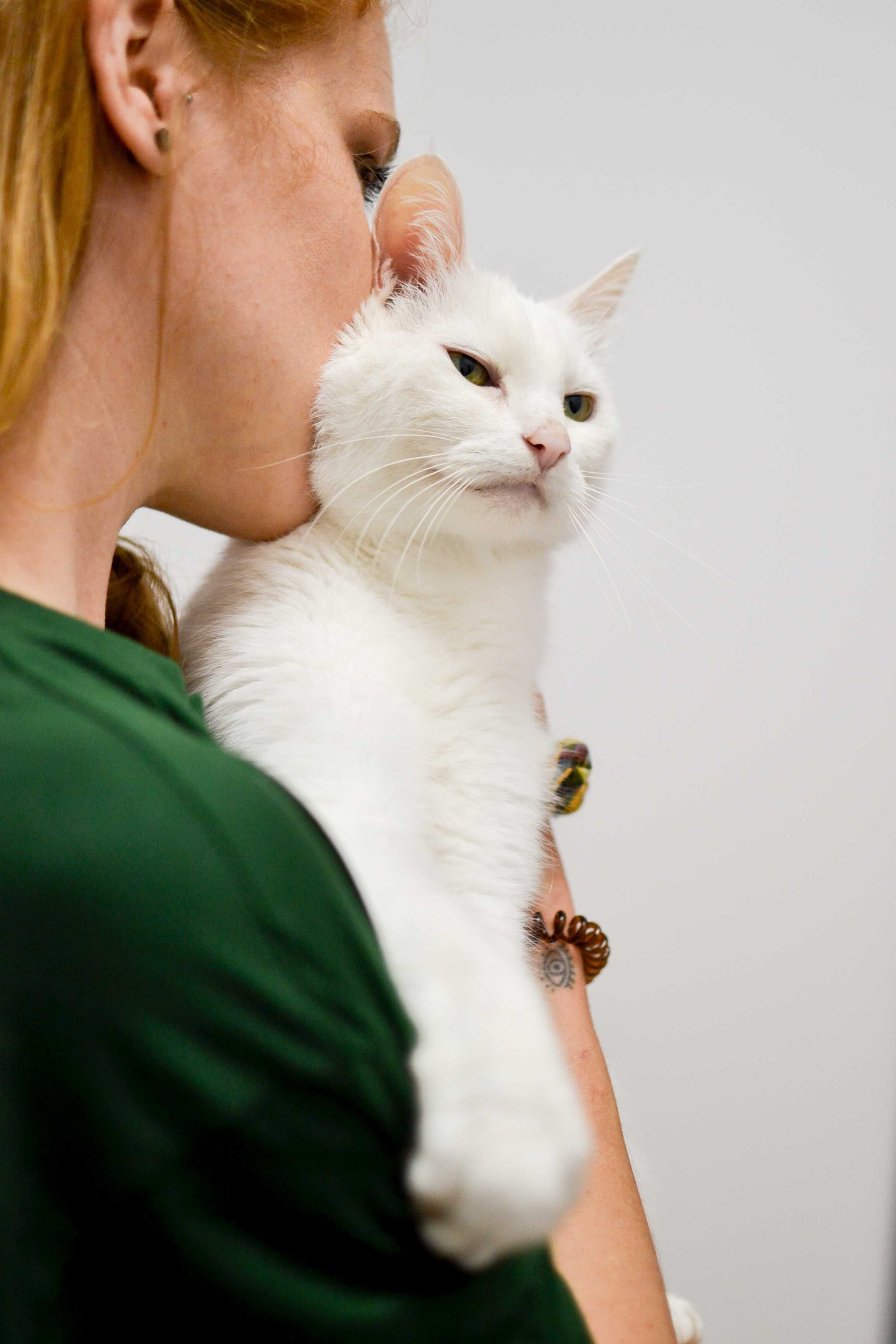 Oskar - śnieżnobiały koci dżentelmen do adopcji!