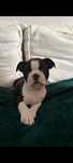 BOSTON TERRIER z rodowodem gotowe do rezerwacji  FCI