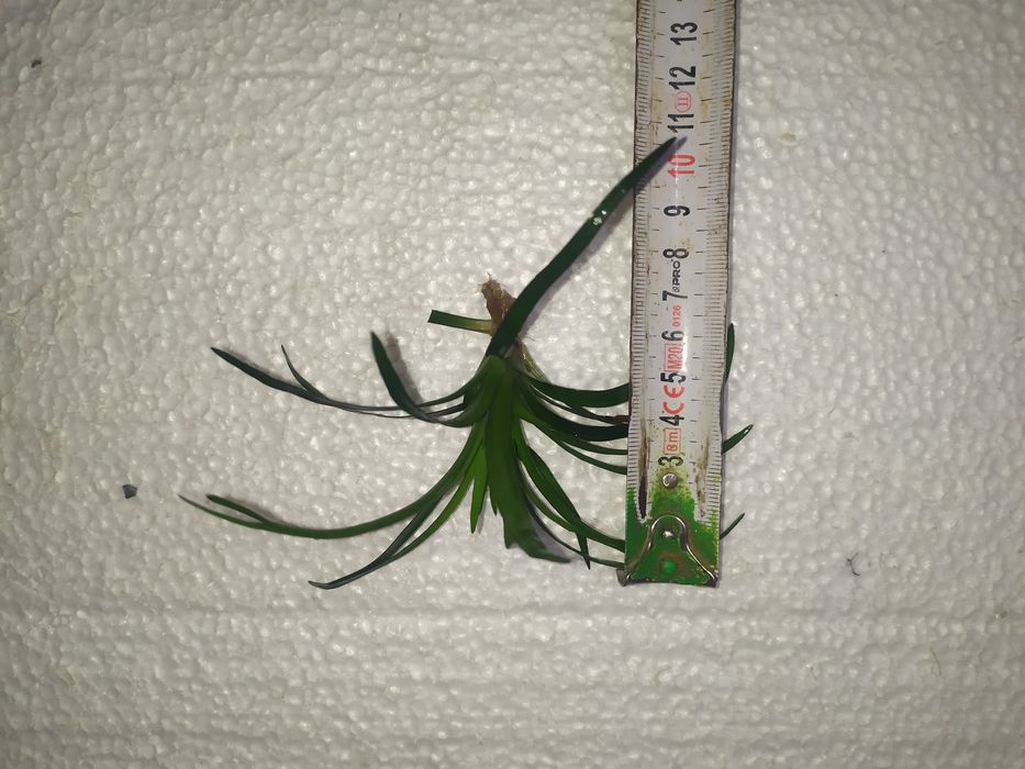 Eriocaulon Taiwan na 2 plan . Hodowla podwodna Gratisy.