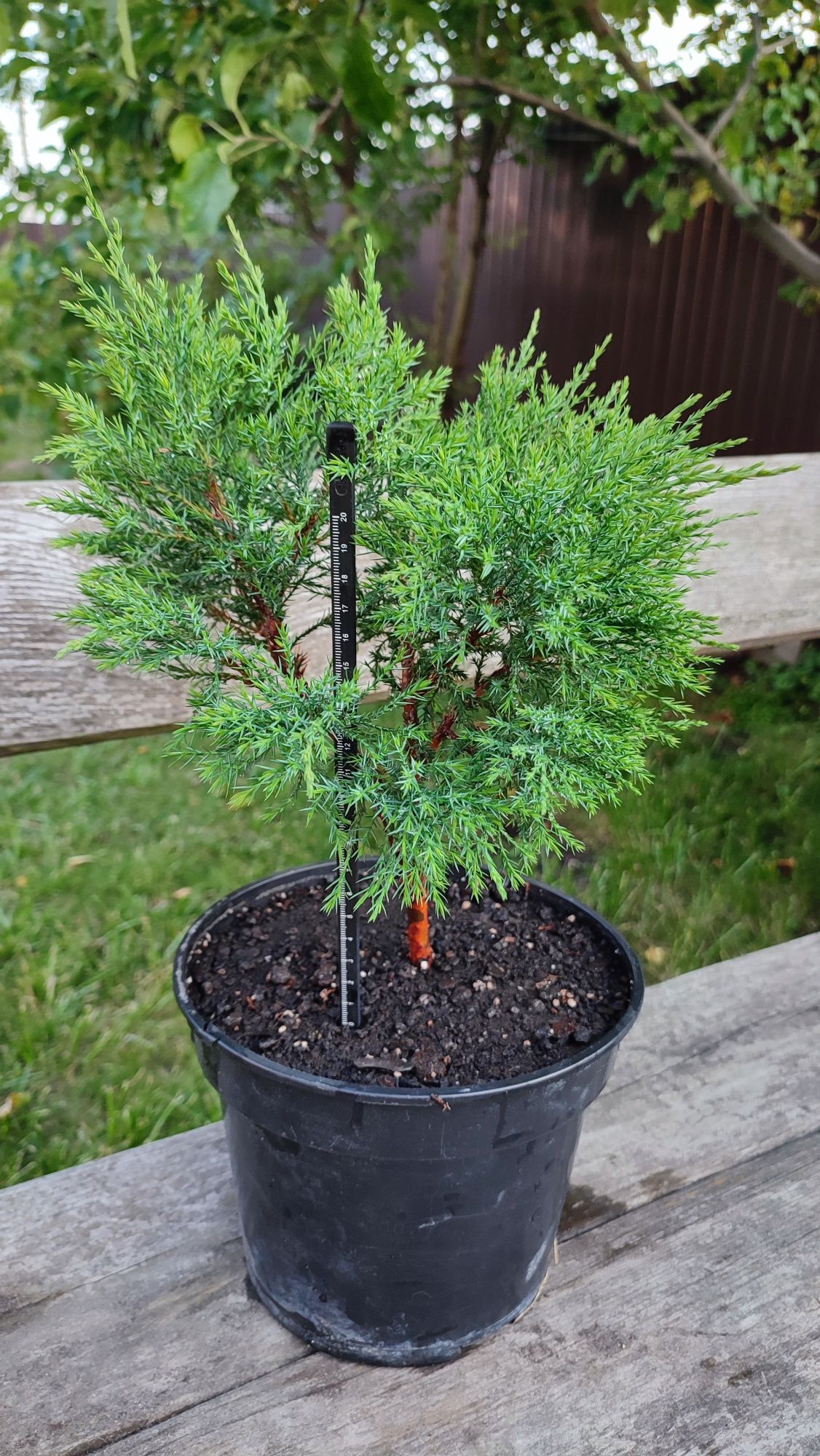 Ялівець козацький Pfitzeriana Glauca С3