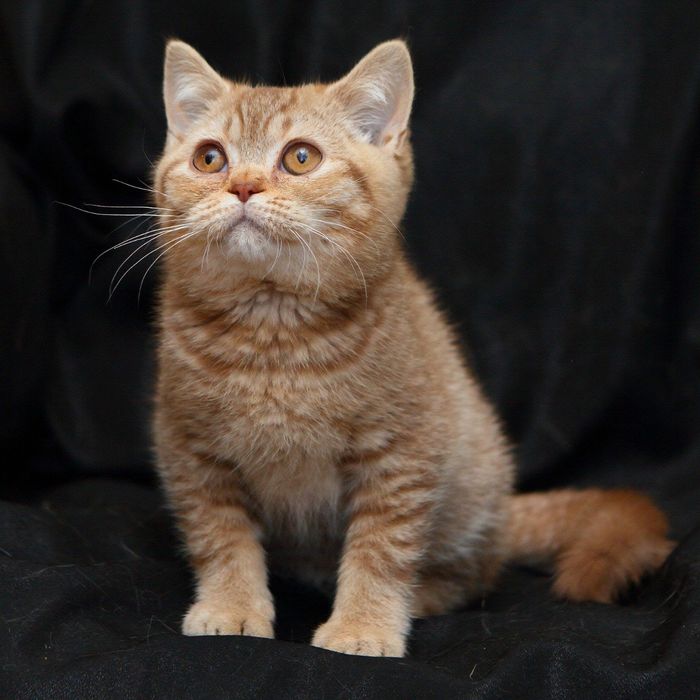 Британське кошеня — цинамон тікований, рідкісне забарвлення!