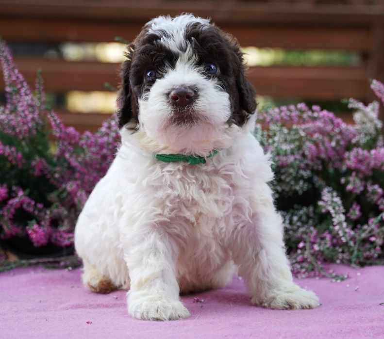 Lagotto Romagnolo-piękny  biało-brązowy piesek ZKwP/FCI