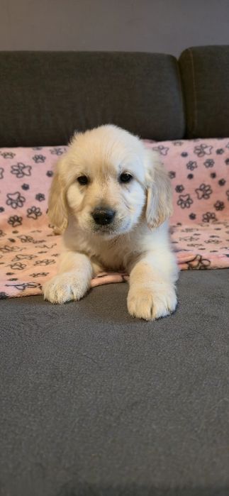 Golden Retriever szczeniak