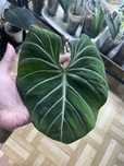 Philodendron gloriosum dark form