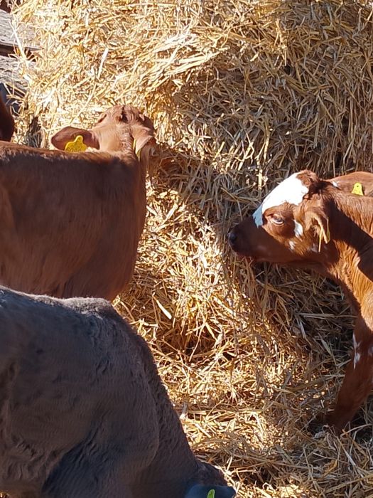 Sprzedam cielaki debrzno