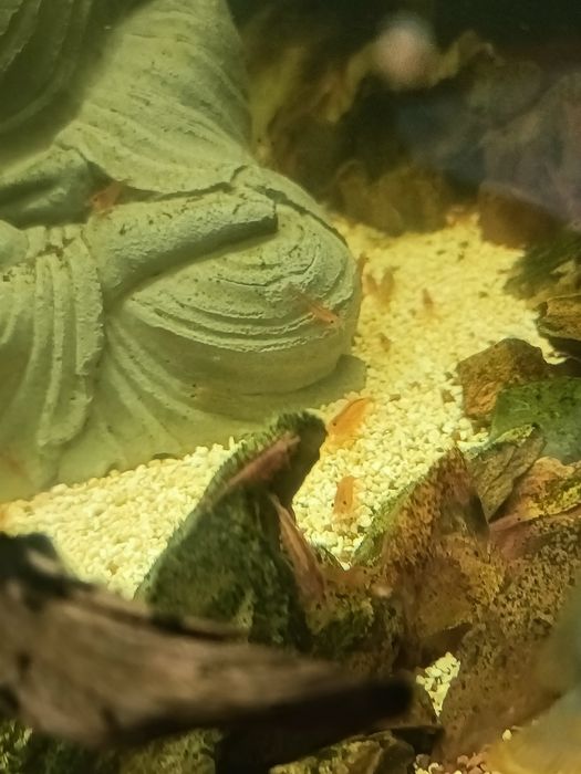 ...Vendo camarões...