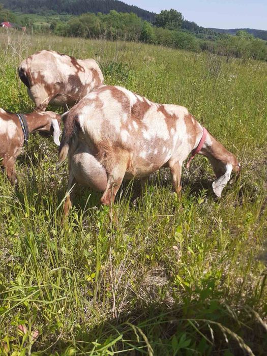 Продаються англо-нубійські кози.