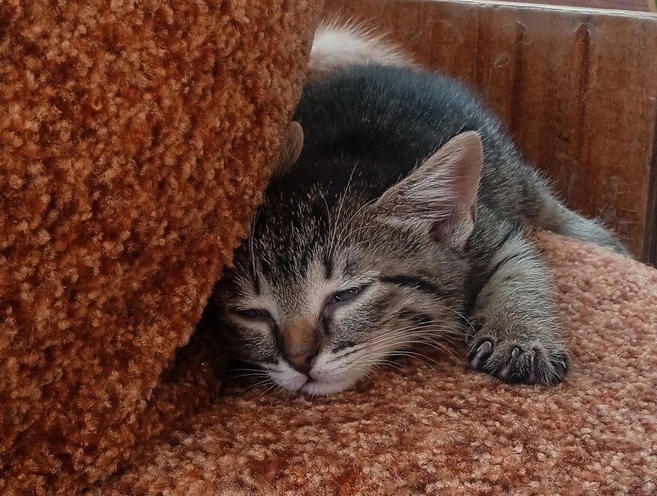 Пропоную послуги няні