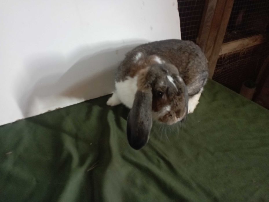 Kroliki baran francuski