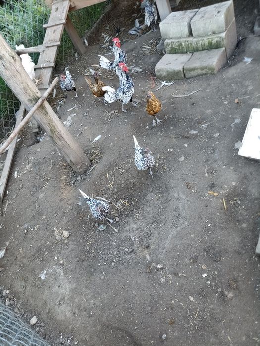 Sprzedam kury tryb pilny jak najszybciej