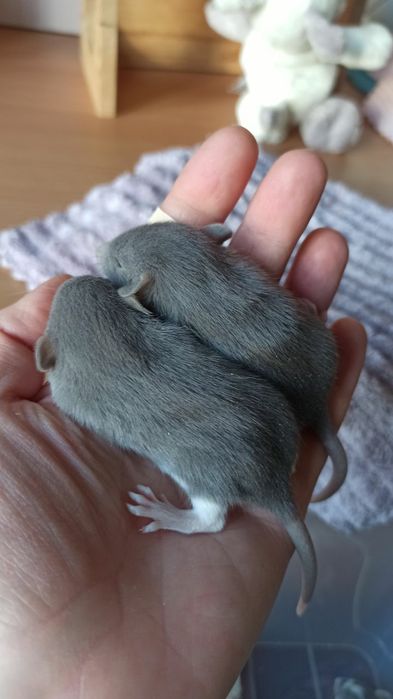 Криси дамбо, голубі дівчатка