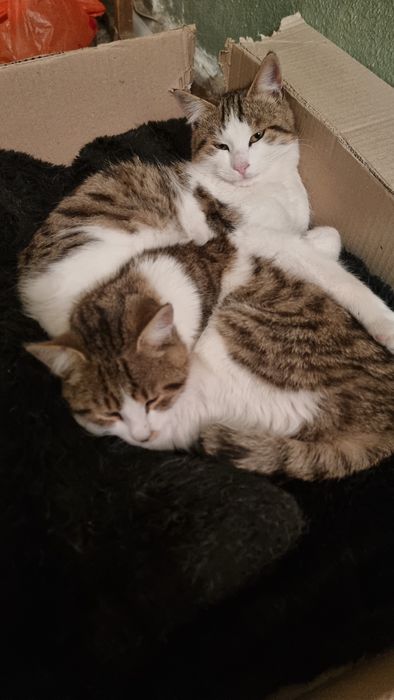 Отдам котиков в добрые руки