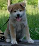 Akita inu akita japońska suczka zkwp po championie gotowa do odbioru